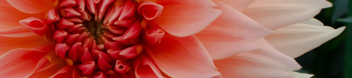 Aerissa Georgewill's cover banner