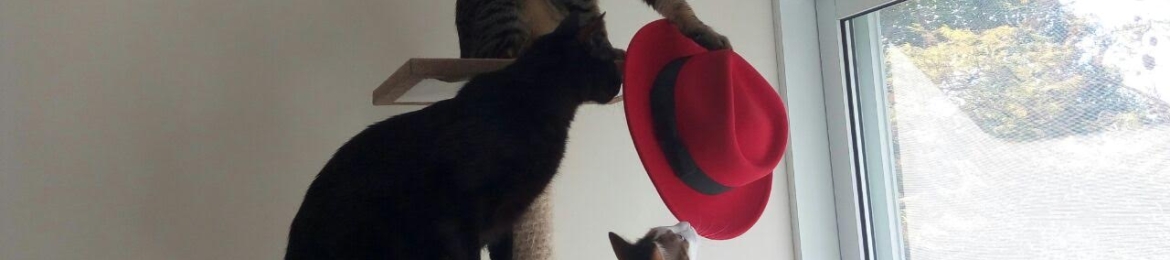 Allon Mureinik's cover banner