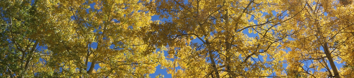 Ambra Watkins's cover banner