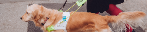 Amy Kavanagh's cover banner