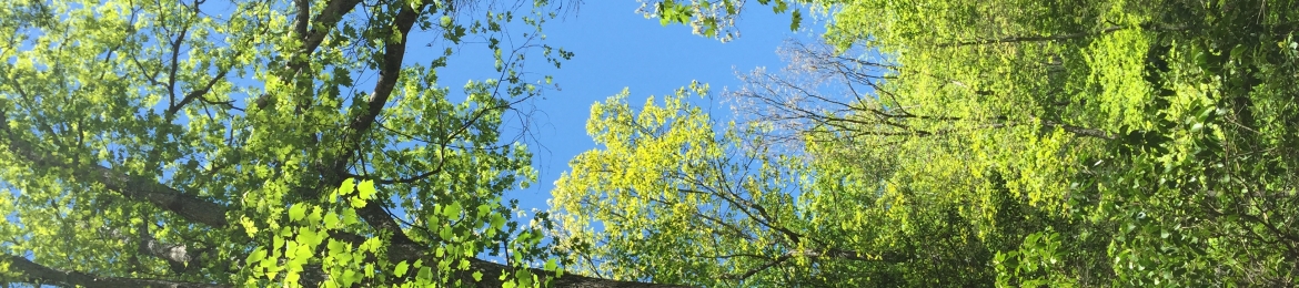 Annette Ciaravino's cover banner