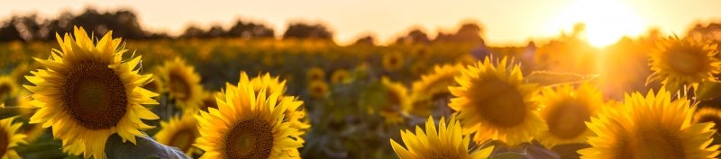 Catherine Hughes's cover banner