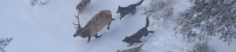 Charles Weko's cover banner