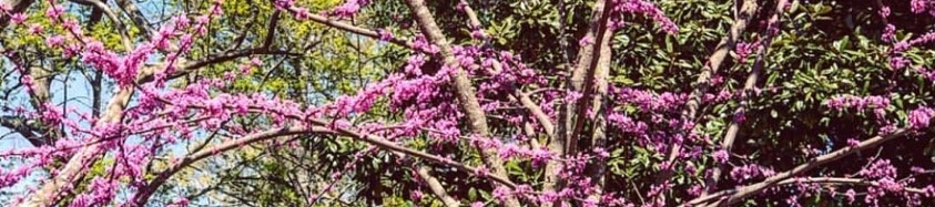 Chealsea Shaheen's cover banner