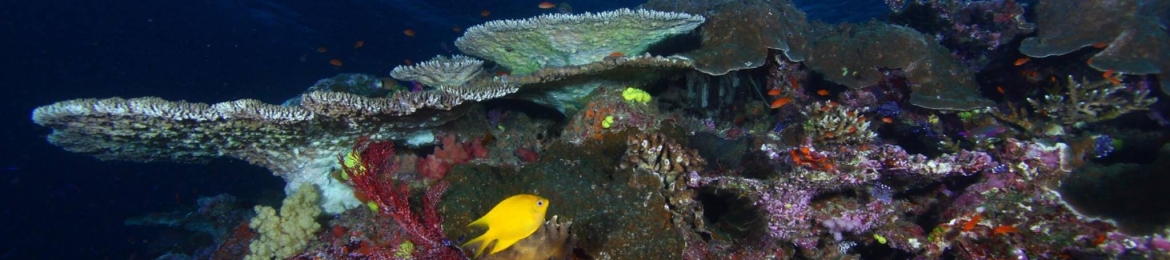 Clint Tackitt's cover banner