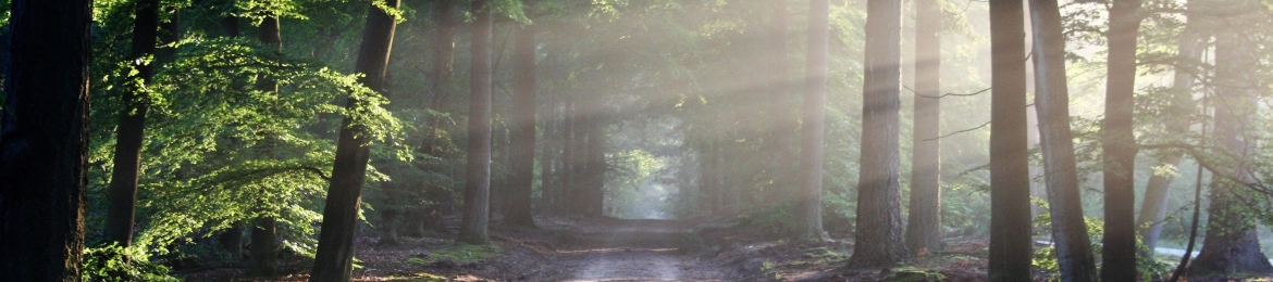 Cory Hutchison's cover banner