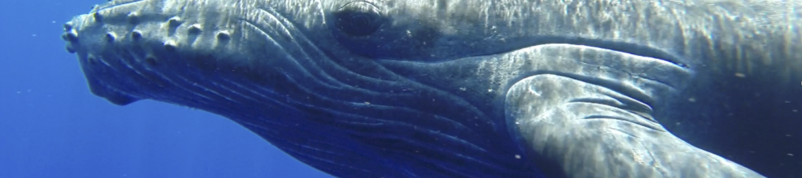 Cynthia Matzke's cover banner