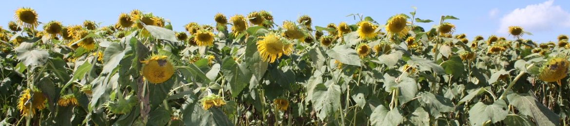 Debra Lee Surface's cover banner