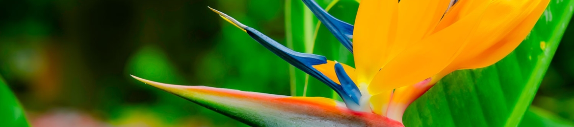 Diezani Alison-Madueke's cover banner