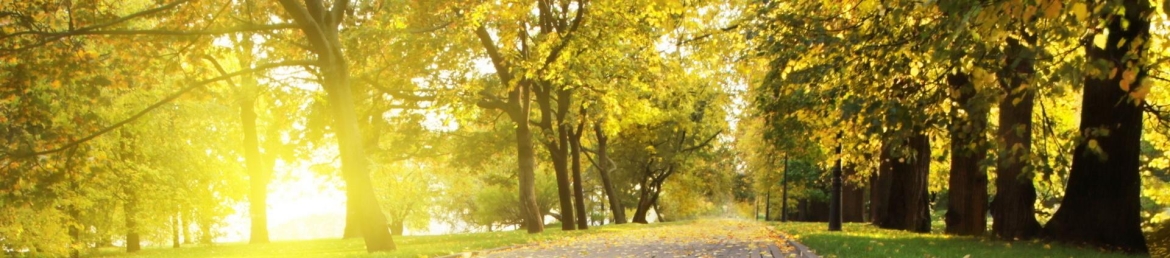 Dr. James D. Ward Professor's cover banner