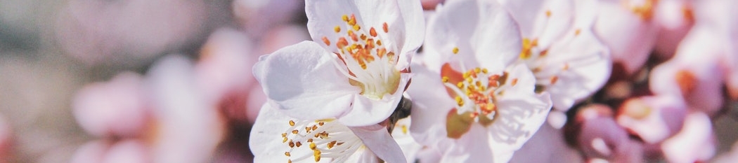 Dr. Julie Tofilon's cover banner