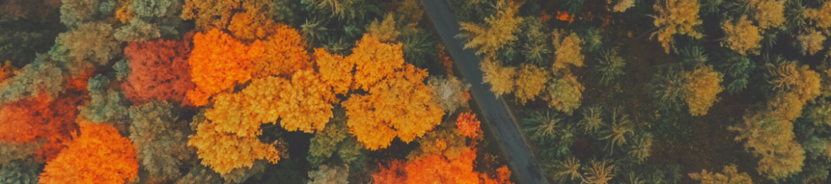 Dr. Lauren Borden's cover banner