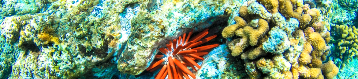 Dr. Niaz Kasravi's cover banner