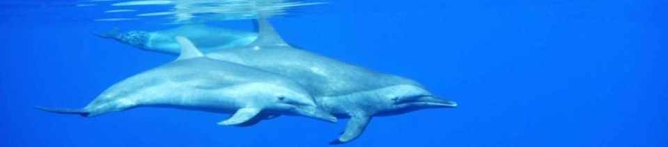 Dustin Reynolds's cover banner