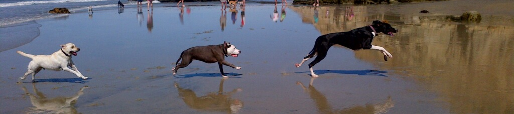 Elizabeth Martens's cover banner