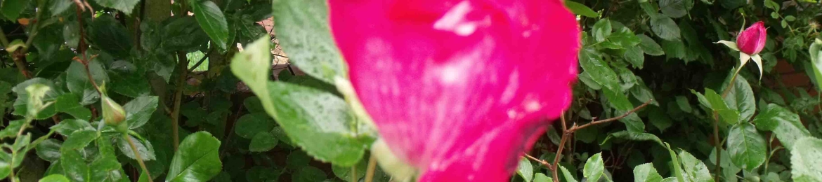 Ethan Luis's cover banner