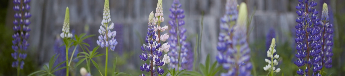 Eva Jarlsdotter's cover banner