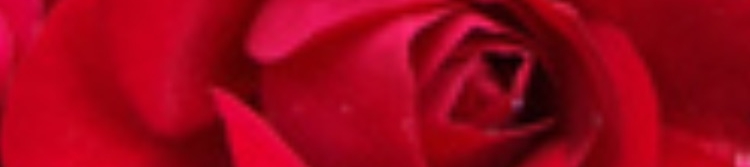 Gina Sannasardo's cover banner