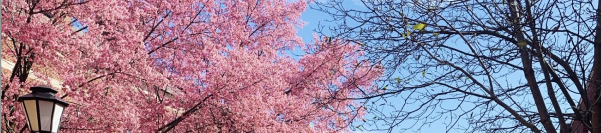 Heidi Fliegelman's cover banner