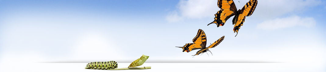 Ivy Cohen's cover banner