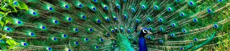 John Whitehead, MA, PCC, CEC,'s cover banner