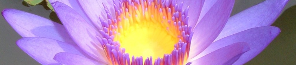 Zemiyrah Davis's cover banner