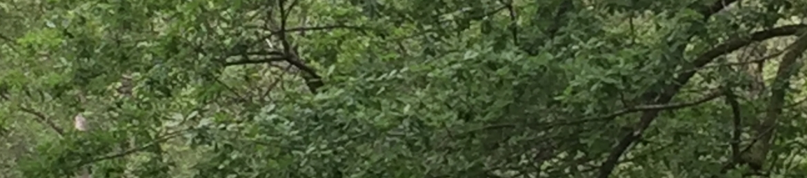 Kelly Carlin's cover banner