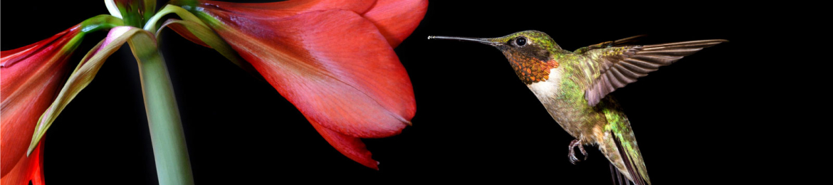 Kerri Hummingbird's cover banner