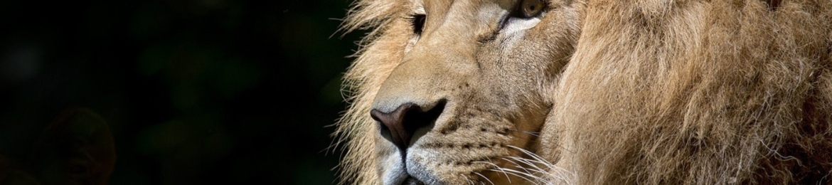 Kimani Adam's cover banner