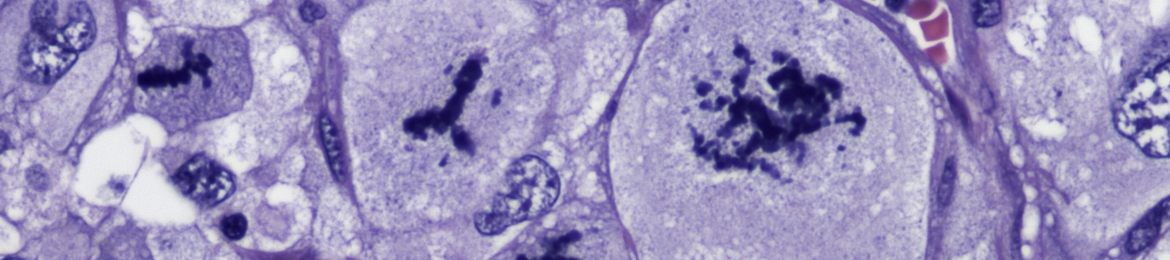 Marcelo Balancin's cover banner