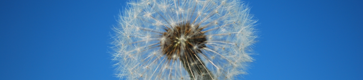 Marcelo Manucci's cover banner