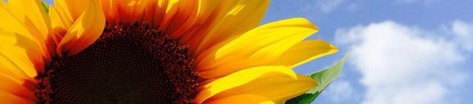 Marwa Saleh's cover banner