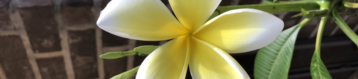 Maureen Gibbons's cover banner