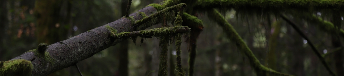 Maurice Ford's cover banner