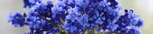 Melissa Shipman's cover banner