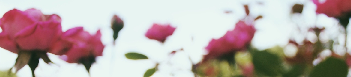 Meredith Bullock's cover banner