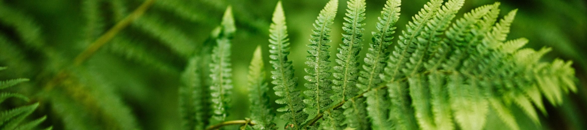 Milosz Falinski's cover banner