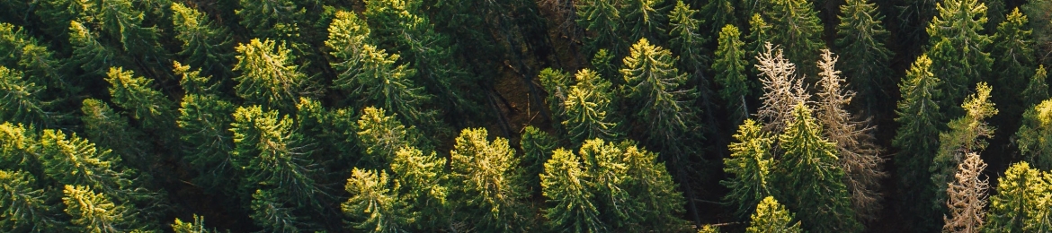 Mireille Steenkamer's cover banner