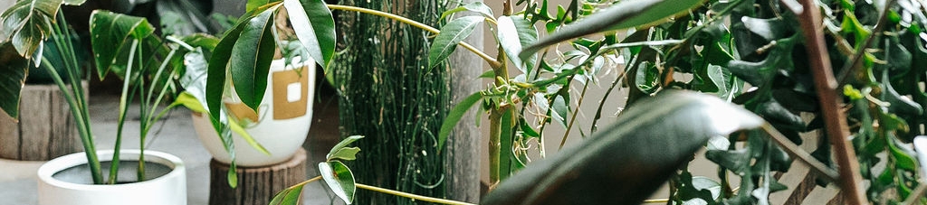 Nadine Nethery's cover banner