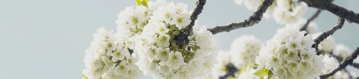 Naomi Lantzman's cover banner