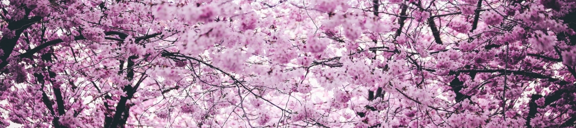 Ogechi Akalegbere's cover banner