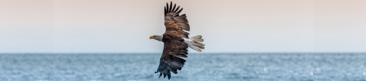 Pamela PJ Mason's cover banner