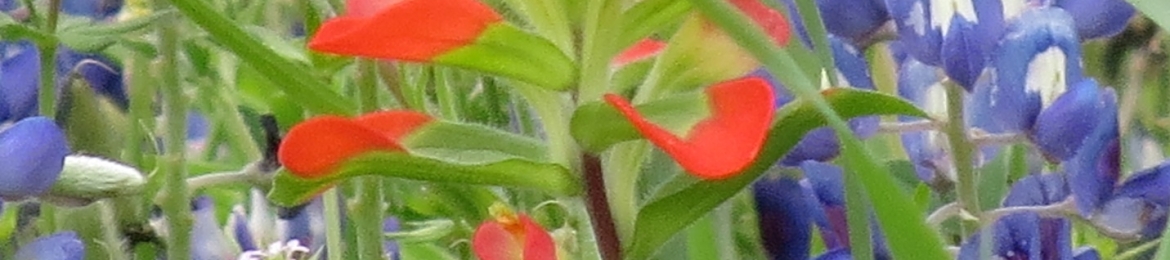 Patricia Hawthorne's cover banner