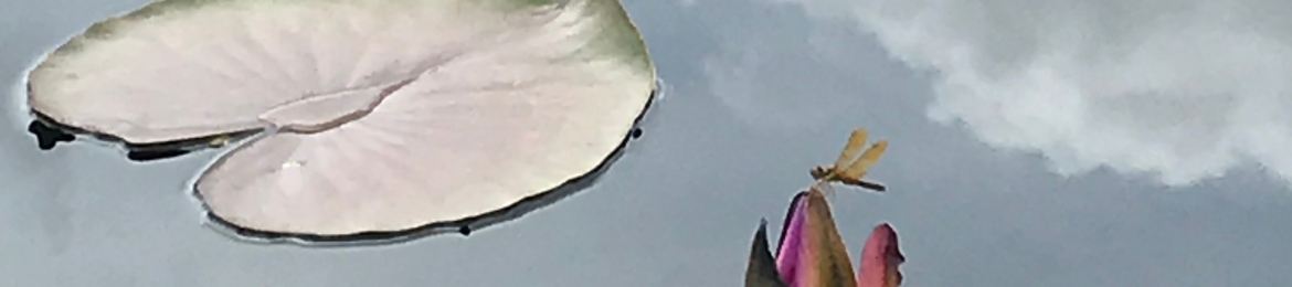 Rebecca Shoop's cover banner