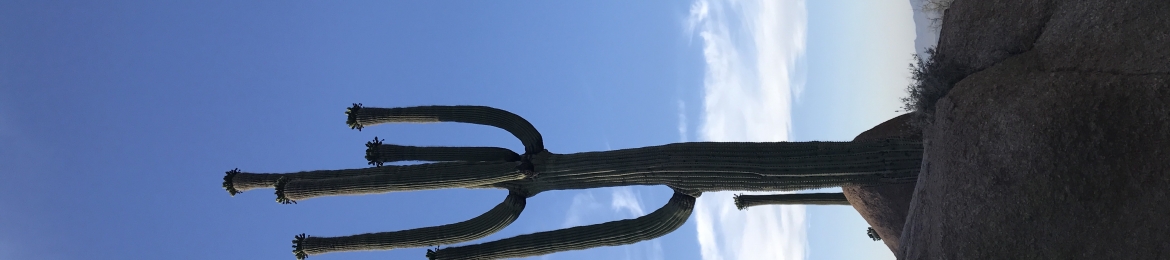 Robyn Landis's cover banner