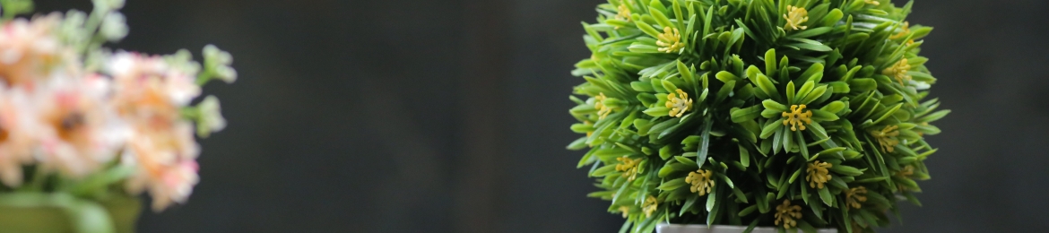 Rocky Paduano's cover banner