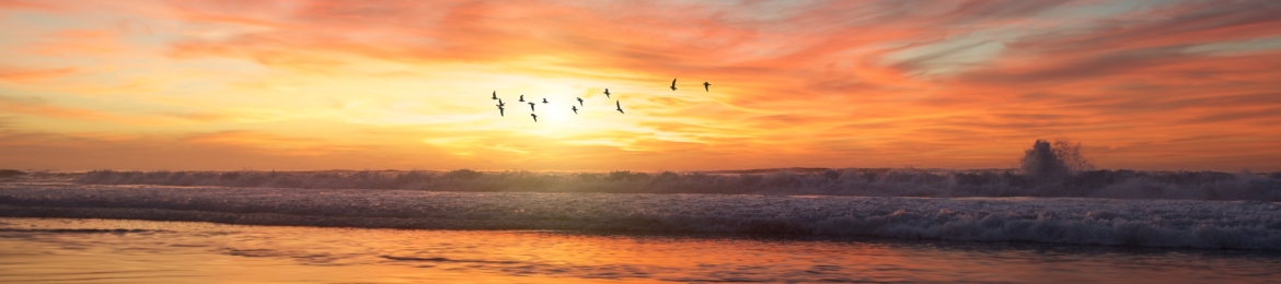 Rosa Rodriguez's cover banner