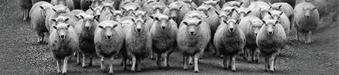 Roy Bendor Cohen's cover banner