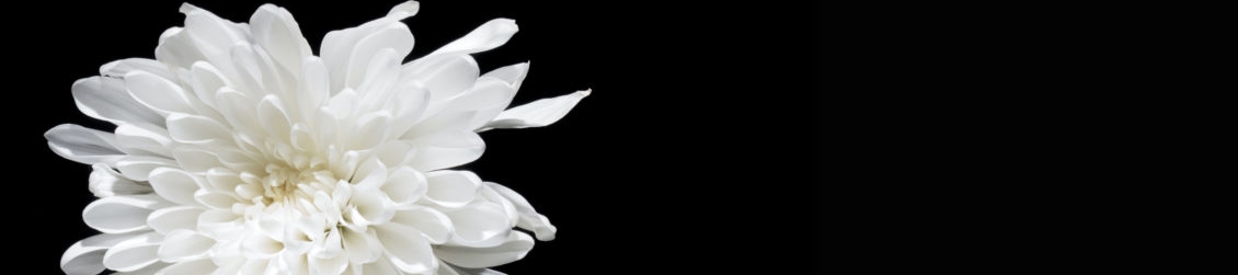 Sara Salazar's cover banner