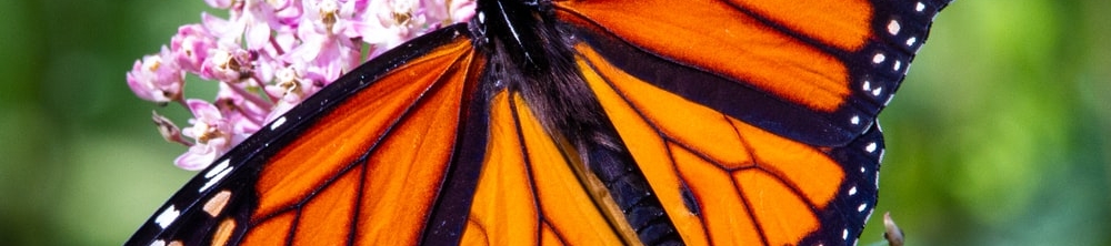 Susan K. Gelder's cover banner